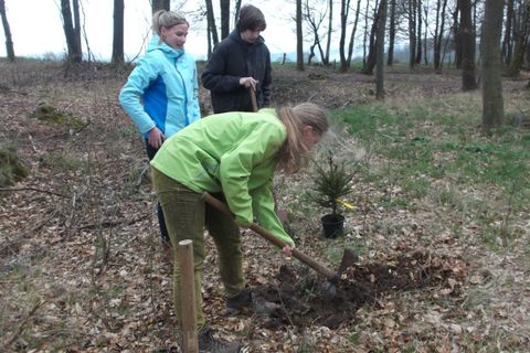 Baumprojekt_-_Sandra,_Wiebke_und_Alexander_pflanzen_die_kleine_Eibe.jpg
